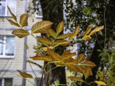 Дніпро-квітучий: на житлових масивах Покровський та Червоний камінь висадили 70 молодих дерев. Афиша Днепра