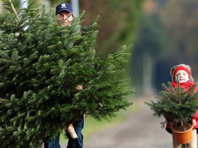 Купить елку в Днепре: стали известны цены на живые новогодние елки. Афиша Днепра