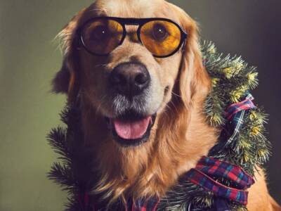 Как бы выглядели собаки, если бы были моделями. 10 забавных фото. Афиша Днепра