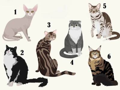 Выберите кошку на изображении и узнайте особенности характера. Афиша Днепра