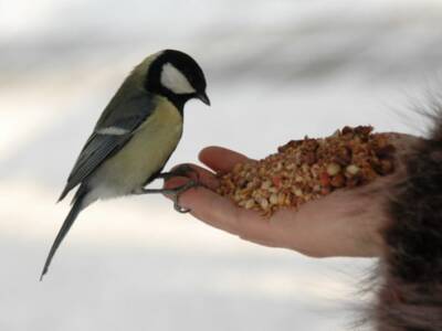 Помогаем перезимовать: как и чем кормить городских птиц. Афиша Днепра