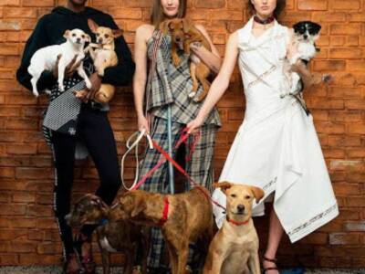 Бездомная собака стала суперзвездой Vogue. Фото и видео. Афиша Днепра
