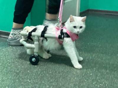 Волонтеры просят помощи в оплате лечения и инвалидной коляски для котенка. Афиша Днепра