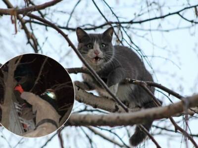 Пришлось снимать обоих: школьник полез на дерево за котом и застрял (Фото). Афиша Днепра