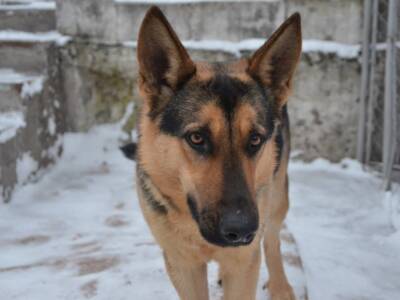 Из-за новогодних салютов в Днепре потерялось много собак: помогите найти. Афиша Днепра