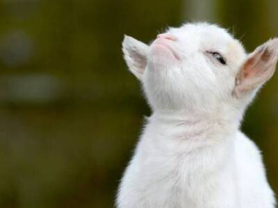 Никаких "козлов": зоозащитники хотят запретить использование "звериных" оскорблений. Афиша Днепра