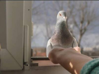 Приблудился: в Днепре к девушке на окно прилетел ручной голубь (Фото). Афиша Днепра