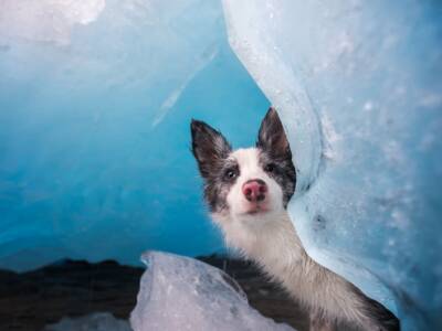 Спасатели не стали помогать: собака плавала на льдине по реке (Фото). Афиша Днепра