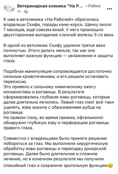 Сожгли глаза: в Днепре щенку пересадили роговицу от донора. Афиша Днепра