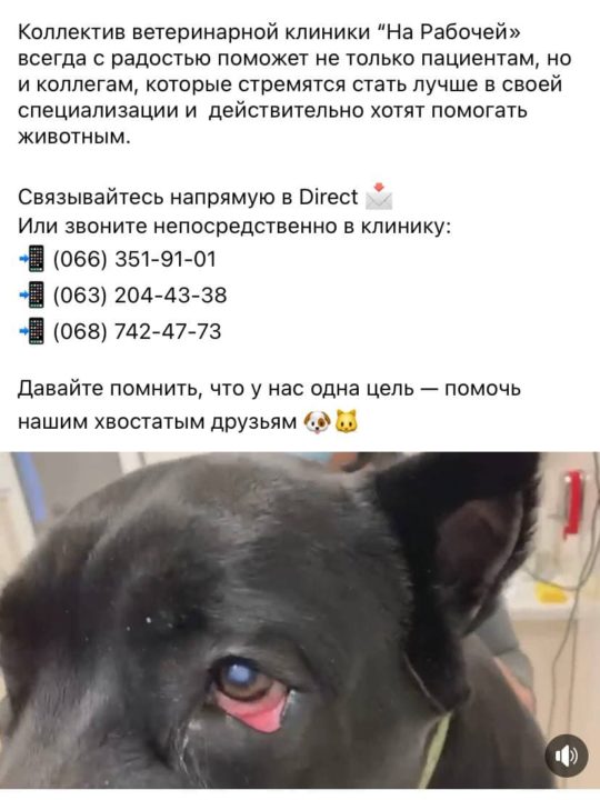 Сожгли глаза: в Днепре щенку пересадили роговицу от донора. Афиша Днепра