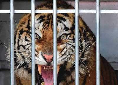 Нарушил правила безопасности: в Украине тигр загрыз сотрудника зоопарка (Фото). Афиша Днепра