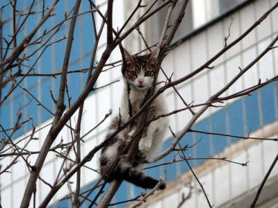 На Днепропетровщине пожарные сбивали кошку с дерева струей воды. Афиша Днепра