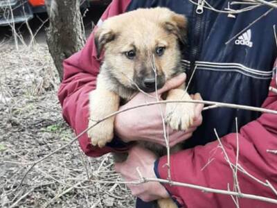 Чрезвычайники спасли щенков из заброшенного подвала. Афиша Днепра