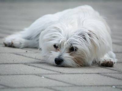 Человеческой жестокости нет предела: в Днепре собаку «замуровали» в люке (Фото). Афиша Днепра
