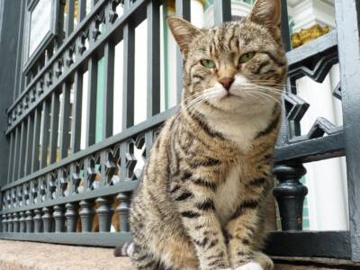 На Днепропетровщине уличных котов хотят признать частью экосистемы города. Афиша Днепра