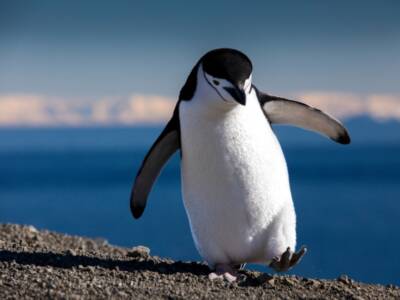 Юные натуралисты Днепра пересчитают пингвинов Антарктиды. Афиша Днепра