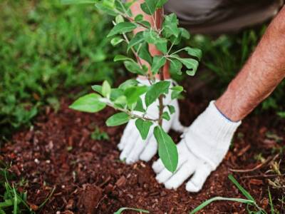 Эко-тренды: в Днепре ищут добровольцев для посадки деревьев. Афиша Днепра
