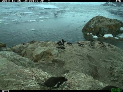 Юные натуралисты Днепра пересчитают пингвинов Антарктиды. Афиша Днепра
