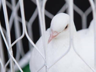 Смертники: в Днепре волонтеры призывают не выпускать голубей на свадьбе. Афиша Днепра