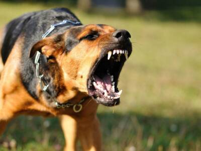 Это может спасти жизнь: кинолог рассказала, как вести себя перед агрессивной собакой. Афиша Днепра