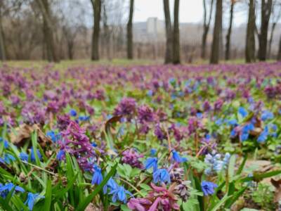 В Днепровский ботанический сад пришла весна (Фото). Афиша Днепра