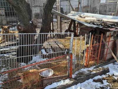 На Днепропетровщине смотрители приюта издеваются над животными: фото 18+. Афиша Днепра