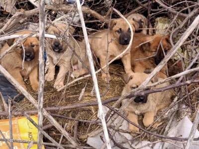 В Днепре щенки, чтобы выжить, съели труп своей мамы (Фото). Афиша Днепра