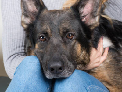 Собаку спасти не удалось: в клинике животному с инородным телом в животе поставили диагноз "укус клеща". Афиша Днепра