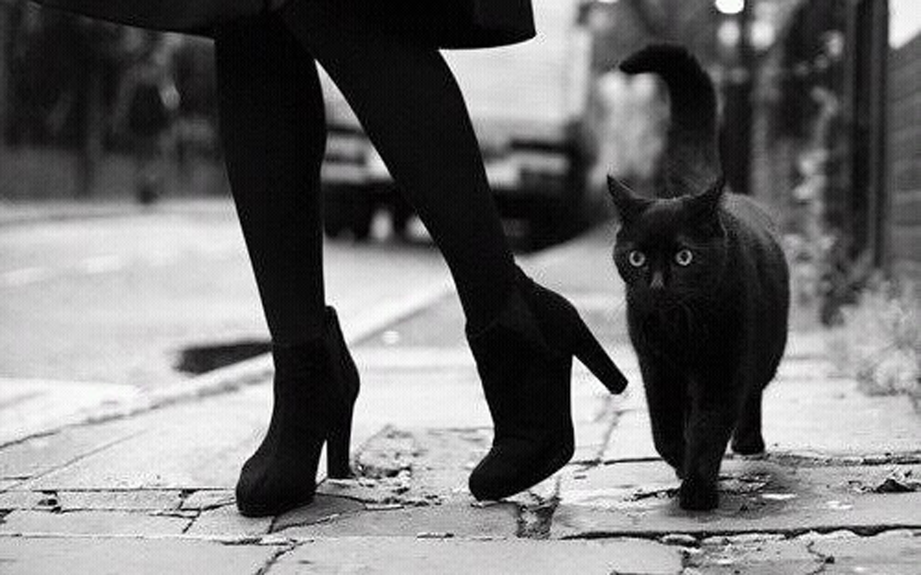 Грациозная 2. Чёрный кот. Кошечка черная. Грациозная кошка. Черный кот перебегает дорогу.