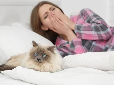 Противостоим: способы борьбы с аллергией на кошек. Афиша Днепра