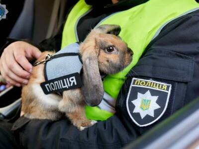 В Днепре показали кролика-полицейского: забавные фото. Афиша Днепра