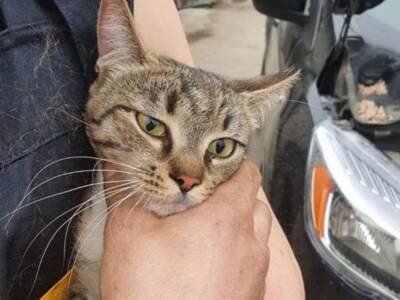 Думал машина сломалась: кошка из Бердянска необычным способом прибыла в Днепр. Афиша Днепра