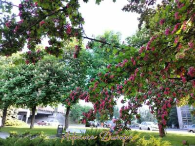 Все на фотосессию: в Днепре зацвел малиновыми цветами боярышник (Фото). Афиша Днепра