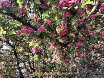 Все на фотосессию: в Днепре зацвел малиновыми цветами боярышник (Фото). Афиша Днепра