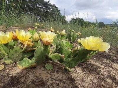 Внезапно: в украинских лесах зацвели мексиканские кактусы (Фото). Афиша Днепра