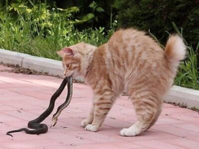 Принес в дом змею: на Днепропетровщине кот напугал хозяев (Фото). Афиша Днепра