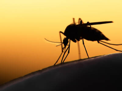 Стало известно, почему комары кусают не всех. Афиша Днепра