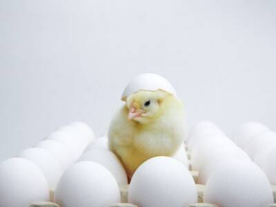 Ученые рассказали, что появилось раньше - курица или яйцо. Афиша Днепра