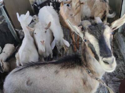 Добру быть: в Днепре "волшебник" спас коз из мясобойни (Фото). Афиша Днепра