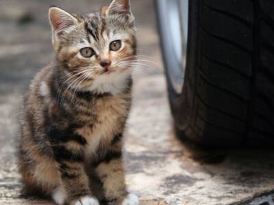 Спрятался возле двигателя автомобиля: котенку, который остался без лап нужна помощь (Фото). Афиша Днепра