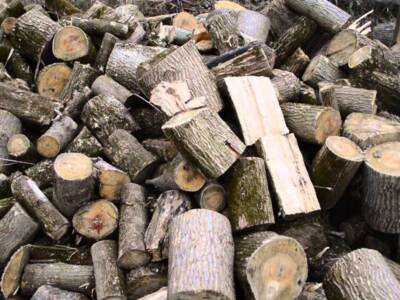 Нужны дрова? Где в Днепре их можно взять бесплатно (ВИДЕО). Афиша Днепра