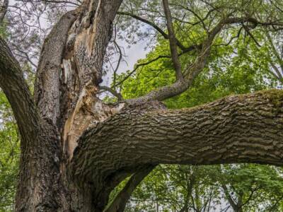 В Днепре срезают старые деревья: экоактивисты против (ВИДЕО)