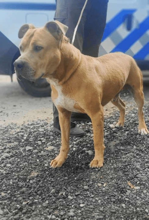 «Зооконтроль» в Днепре ищет новый дом для породистых собак. Афиша Днепра