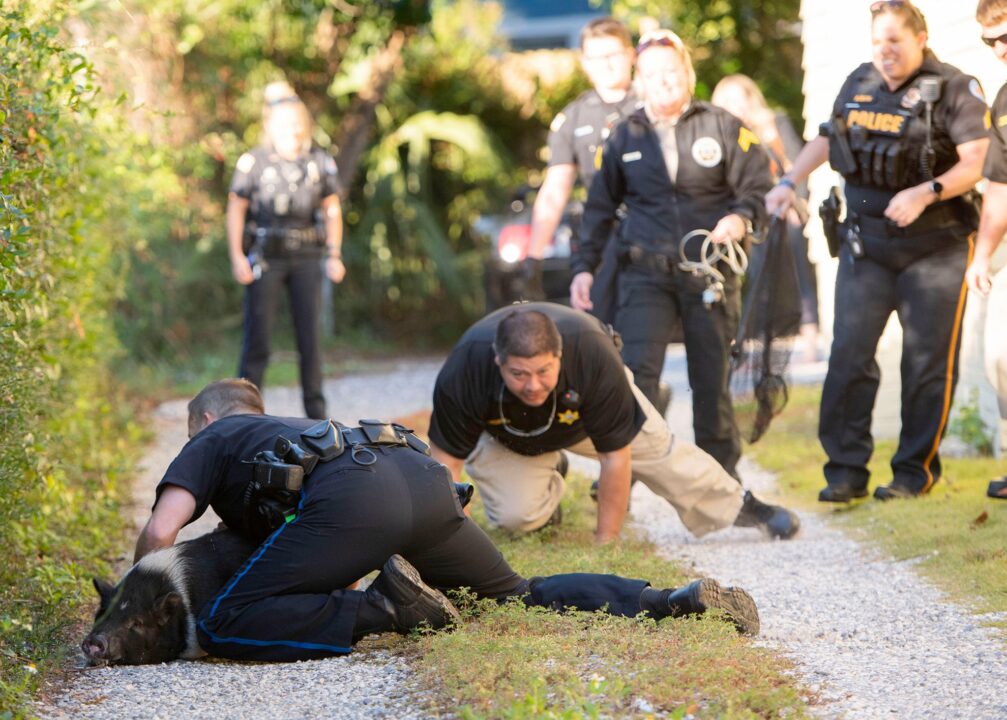 Во Флориде полицейские устроили погоню за свиньей. Афиша Днепра