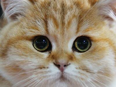 Ученые назвали самую красивую породу кошек. Афиша Днепра