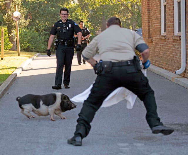 Во Флориде полицейские устроили погоню за свиньей. Афиша Днепра