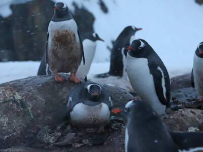 "Украинские малыши" пингвины отложили первые яйца вблизи станции "Вернадский”. Афиша Днепра
