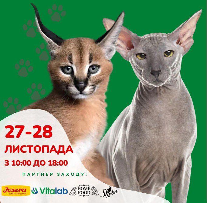 Международная выставка кошек Днепр, 27-28.11.2021, купить билеты. Афиша Днепра