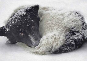 Не будьте равнодушными: патрульные спасли замёрзшее животное. Афиша Днепра