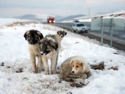 Зоозащитники рассказали, как помочь уличным животным во время мороз. Афиша Днепра